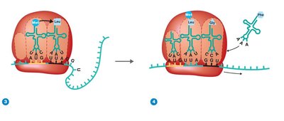 Peptide bond formation and ribosome movement along mRNA