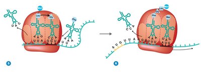 tRNA released and polypeptide chain grows