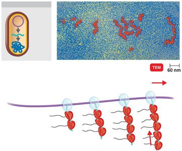 Simultaneous transcription and translation in bacteria