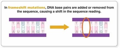 Frameshift mutation: DNA base pairs added or removed, causing a shift in sequence reading