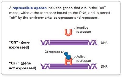 Repressible operon: gene expression turned off by environmental corepressor and repressor