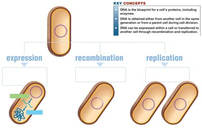 Key concepts: DNA expression, recombination, and replication