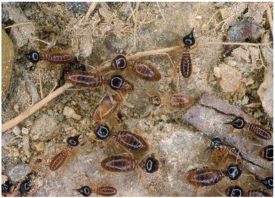 Termites as an example of mutualism