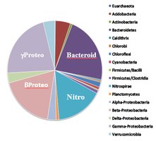 Pie chart of metagenome taxonomic assignments