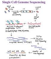 Single cell genome sequencing workflow