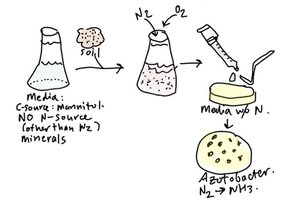 Enrichment culture to isolate N2-fixing bacteria like Azotobacter