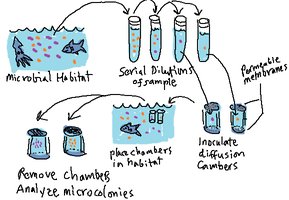 Diffusion chambers for culturing microbes in natural habitats