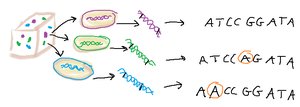 DNA extraction and sequencing for culture-independent analysis
