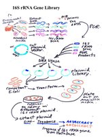 16S rRNA gene library construction and sequencing