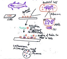 FISH technique for visualizing microbial taxa