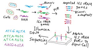 Illumina high-throughput sequencing of environmental 16S rRNA genes