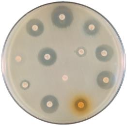 Disk-diffusion method for determining activity of antimicrobials
