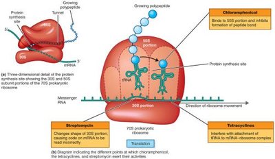 Inhibition of protein synthesis by antibiotics