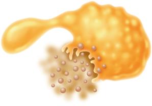 Antibiotic injuring plasma membrane