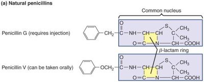 Structure of natural penicillins