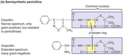 Structure of semisynthetic penicillins