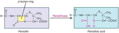 Effect of penicillinase on penicillins