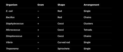Table showing Gram reaction, shape, and arrangement of common bacteria