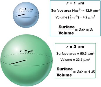 Cell Morphologies