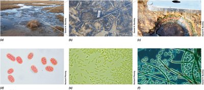 Contribution of Microbial Cells to Global Biomass