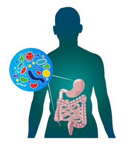Illustration of human gut microbiota