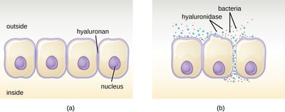 Diagram showing hyaluronidase action between cells