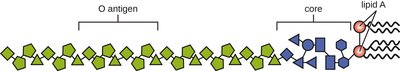 Structure of lipopolysaccharide (LPS) endotoxin