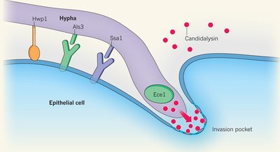 Candidalysin cytotoxin produced by Candida albicans