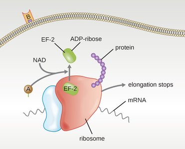 Mechanism of diphtheria toxin action on protein synthesis
