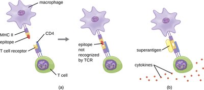 Superantigen mechanism activating T cells