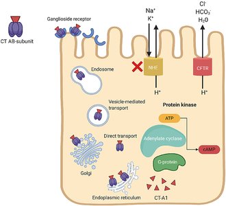 Cholera toxin mechanism in intestinal cells