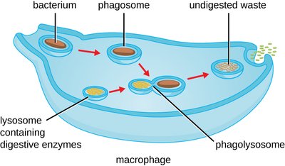 Diagram of phagocytosis and phagolysosome formation