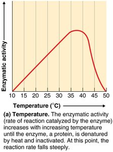 Effect of temperature on enzyme activity