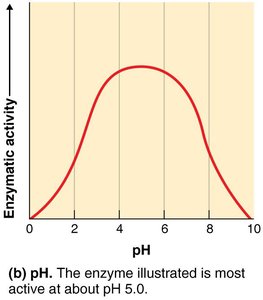 Effect of pH on enzyme activity
