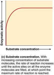 Effect of substrate concentration on enzyme activity
