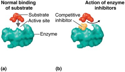 Competitive inhibition of enzyme activity