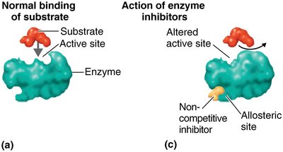 Noncompetitive inhibition of enzyme activity