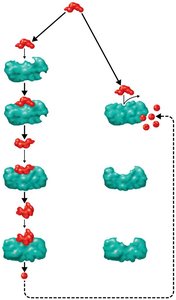Feedback inhibition in a metabolic pathway