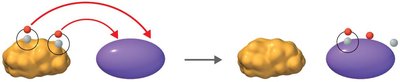 Biological oxidation: transfer of hydrogen atoms and electrons