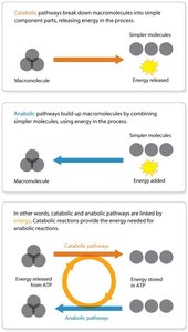 Diagram of catabolic and anabolic pathways and their relationship