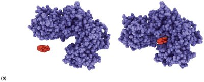 Enzyme and substrate interaction