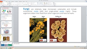 Microscopic images of fungi: molds and yeasts