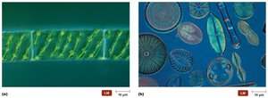 Microscopic images of algae