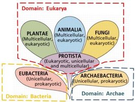 Diagram of the three domains of life and major groups