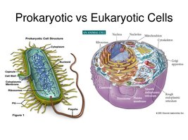 Comparison of prokaryotic and eukaryotic cells