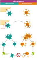 General steps in adaptive immune response