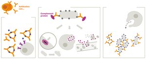 Antibody functions