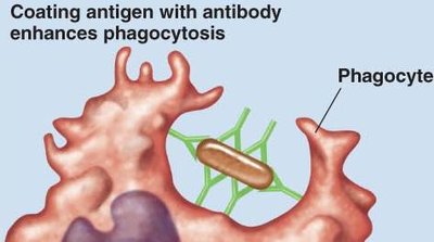 Opsonization: antibody coating enhances phagocytosis
