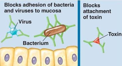 Neutralization: antibodies block pathogen and toxin attachment