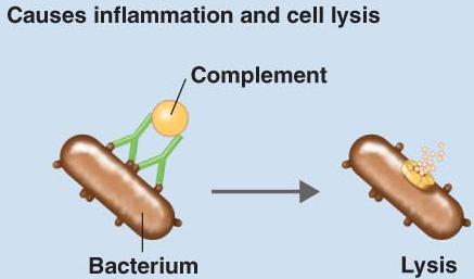 Activation of complement causes lysis